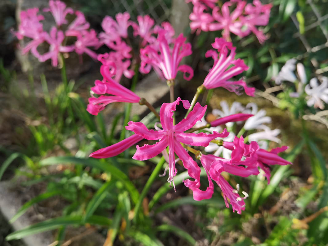 Nerine bowdenii 'Isabel' photo